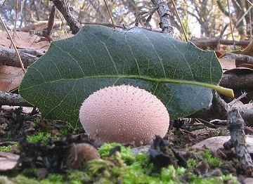 Lycoperdon pyriforme