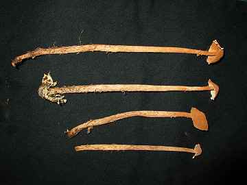 Battarrea phalloides
