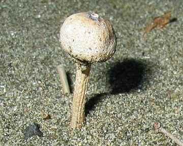 Chlamydopus meyenianus