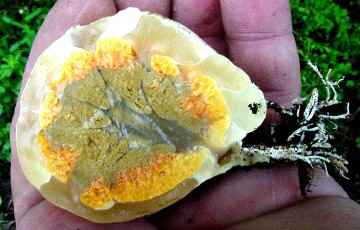 Stinkhorn "Egg"
