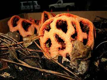 Clathrus ruber