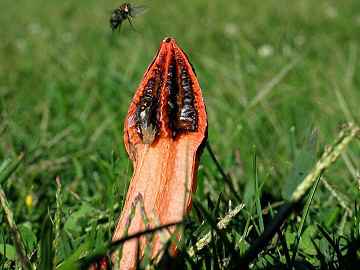 Lysurusmokusin