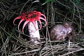 Clathrus archeri