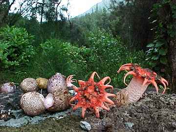 Clathrus archeri
