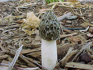 Phallus impudicus