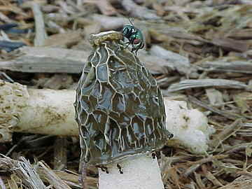 Phallus impudicus