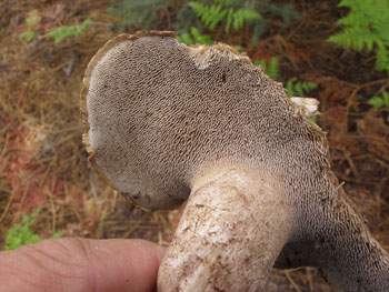 Sarcodon calvatus