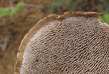 Sarcodon calvatus