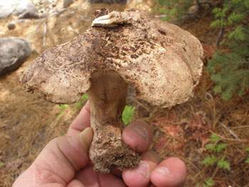 Sarcodon calvatus