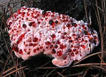 Hydnellum peckii