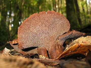 Hydnum calvatum