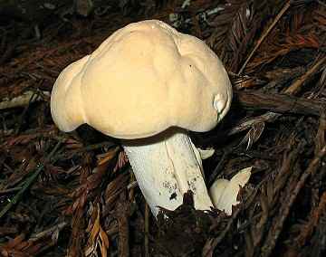 Hydnum repandum