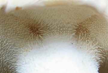 Hydnum repandum