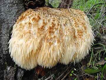 Hericium erinaceus