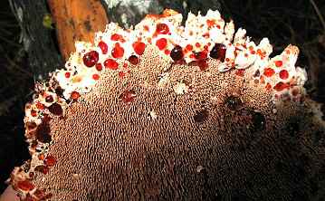 Hydnellum peckii