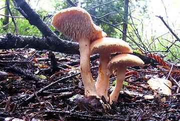 Hydnum umbilicatum
