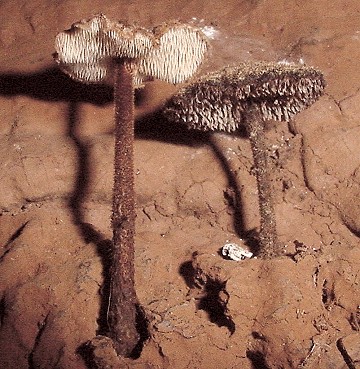 Auriscalpium vulgare