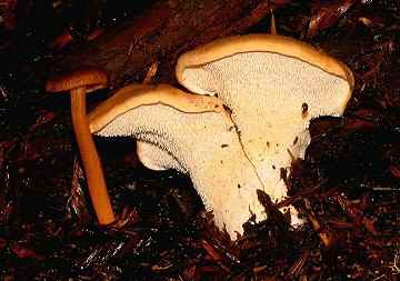 Hydnum repandum