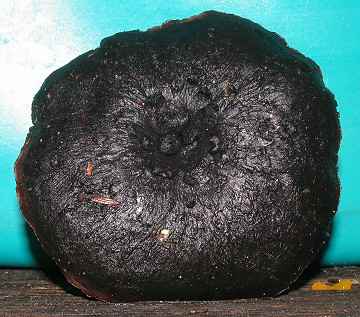 Hydnum fuscoindicum