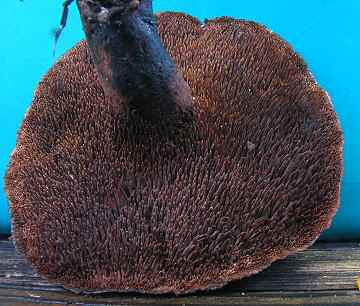 Hydnum fuscoindicum