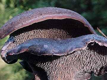 Hydnum fuscoindicum