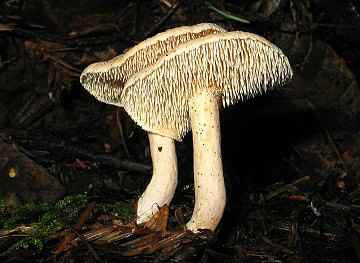 Hydnum umbilicatum