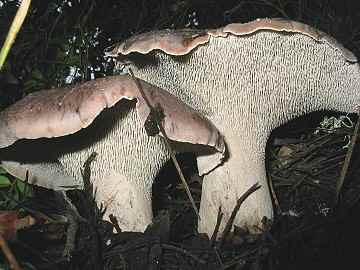 Hydnum imbricatum