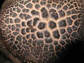 Hydnum imbricatum